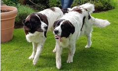 Gandalf+Dornroeschen