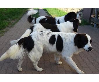 Esmeralda, Gwenny, Aaron