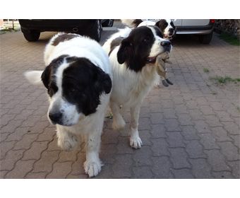 Alma, Gwenny, Esmeralda