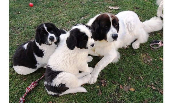 Knut+Karli+Gwendolin