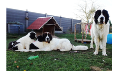 Karli+K Enya+Gwendolin+Jimmy