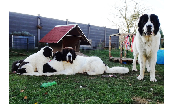 Karli+K Enya+Gwendolin+Jimmy