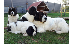 Knut+K Enya+Karli+Gwendolin