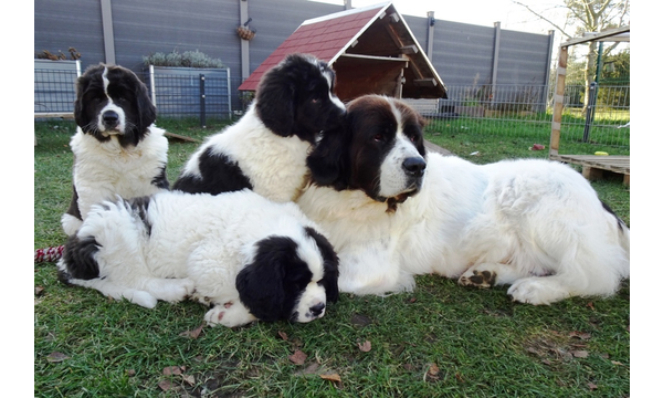 Knut+K Enya+Karli+Gwendolin