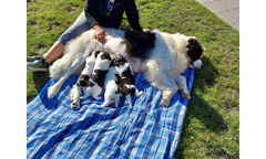 Karli Kenya Kira Knut