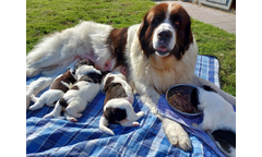 Karli Kenya Knut Kira