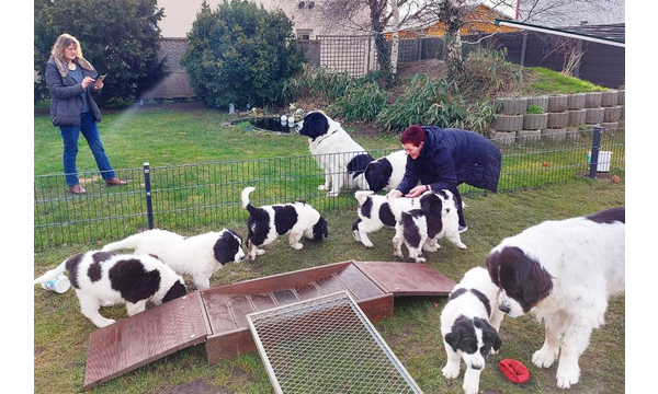 Maxi fühlt sich bei Frauchen sicherer