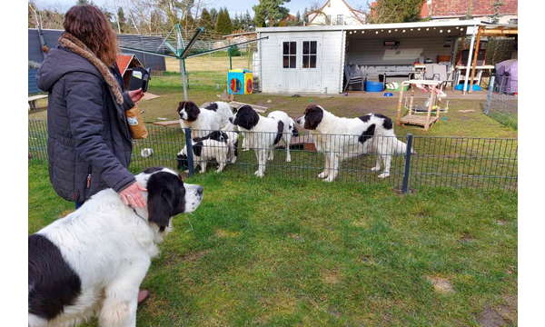 Maxi fühlt sich bei Frauchen sicherer